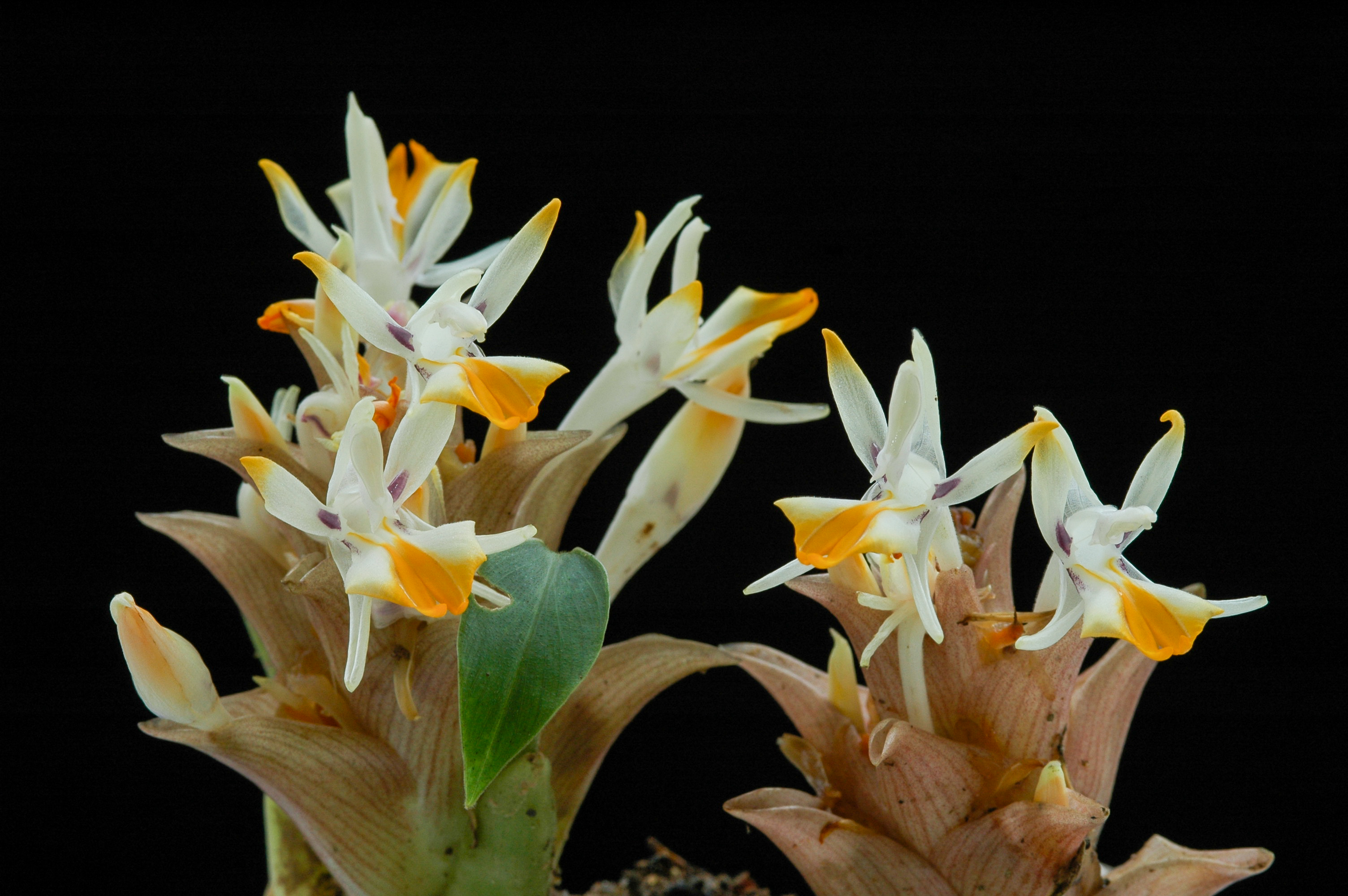 มหาอุดม Curcuma glans K.Larsen & Mood<br/>Zingiberaceae